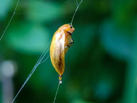 A dead beetle Fotos Stock