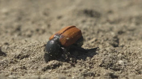 Dead Beetle on the Surface of a Dried Salt Lake Macro Close Up Stock Footage 340503411