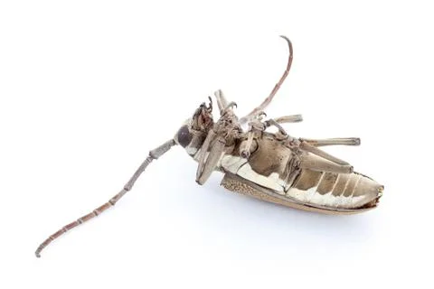 Dead beetle on white background Stock Photos