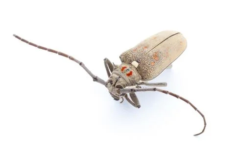Dead beetle on white background Stock Photos