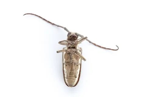 Dead beetle on white background Stock Photos