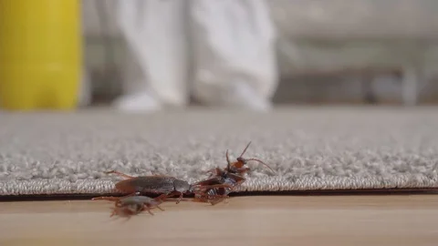 Dead beetles falling from top to floor from behind pest control doing handling Stock Footage 112246957