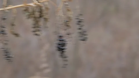 Dead berries pan winter 스톡 동영상 99206609