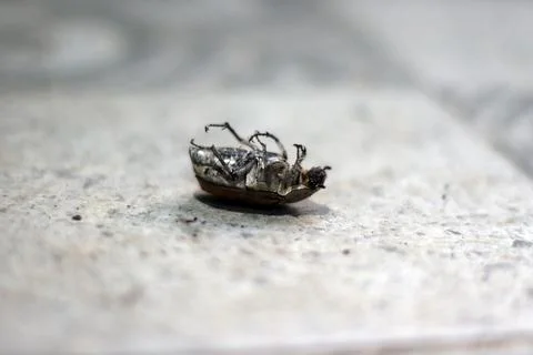 Dead Bettle Stock Photos