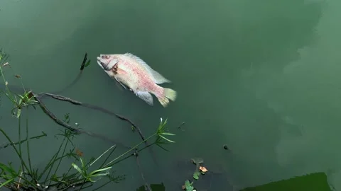 Dead big fish floating on sewage water Stock Footage 218339954