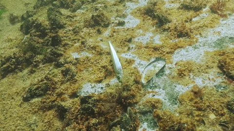 Dead Big-scale Sand Smelt fish rests on bottom by deceased benthic organisms Vídeos de archivo 339368377