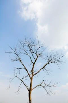 Dead big tree with blue sky Stock Photos