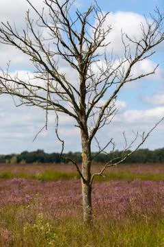 Dead birch tree - moor 写真素材