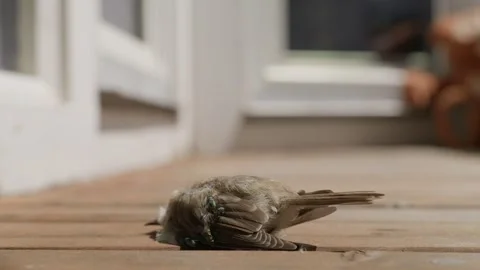 A Dead Bird and The Flies Stock Footage 345595232