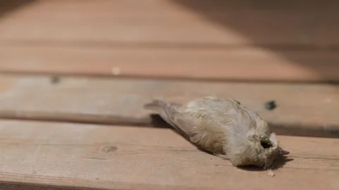A Dead Bird and Green Flies Stock Footage 344678388