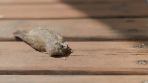 A Dead Bird and Meat Flies Stock Footage 344337921