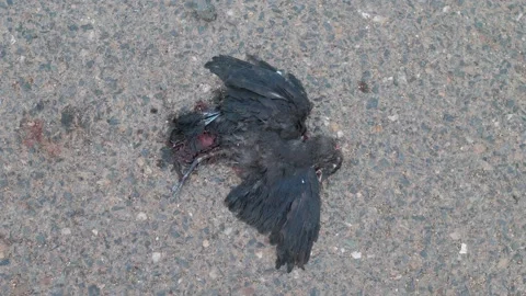 Dead bird on the asphalt. hit by the car Stock Footage 132001060