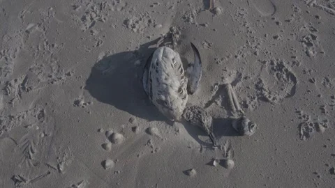 Dead bird at the Beach in Denmark / cinematic video Stock Footage 173077869