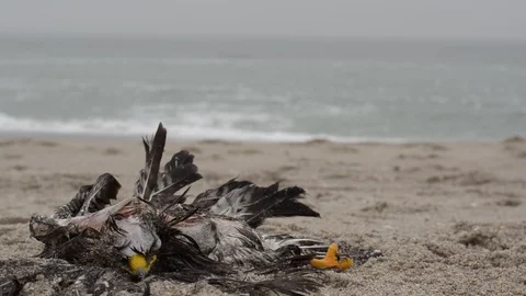 Dead Bird On The Beach Stock Footage 87497096