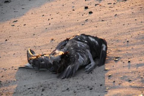 Dead Bird on Beach Foto stock
