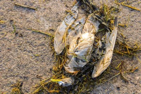 Dead bird on the beach Stock Photos