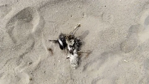 Dead bird on the beach. Top down view of bird skeleton Stock Footage 232579801