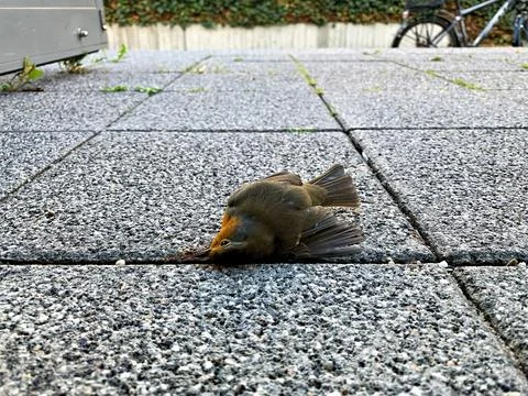 Dead bird with a broken neck. Stock Photos