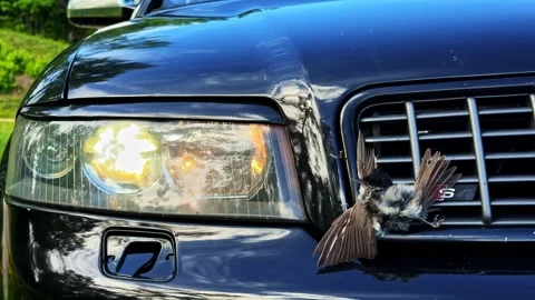 Dead Bird on Car Grille After Collision with Headlights On at Roadside Outdoors Stock Footage 337211844