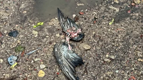 Dead Bird Carcass Remains Lying On Muddy Riverside Ground Close Up Stock Footage 341542525
