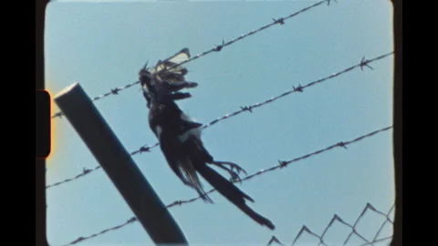 Dead bird caught on barbed wire on Super 8 film Stock Footage 344441769