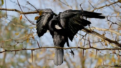 Dead bird of crows Stock Footage 82926326
