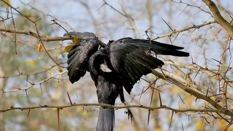Dead bird of crows hung on branches Stock Footage 82926550