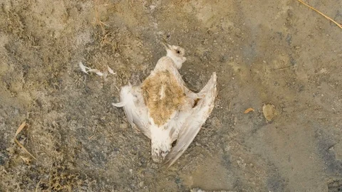 Dead bird in desert Stock Footage 122281530
