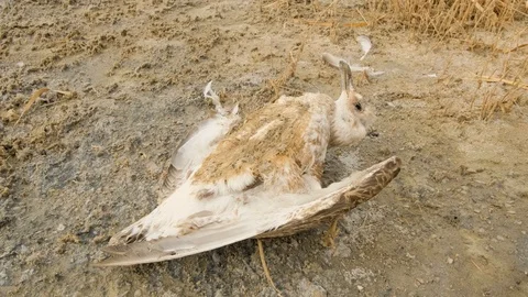 Dead bird in desert Stock Footage 122281989