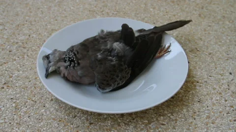 Dead bird on a dish Stock Footage 56136877