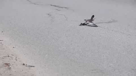 Dead bird dove hit by car Stock Footage 131301480