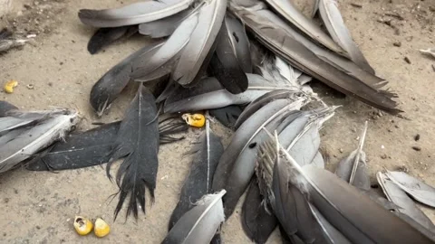 Dead Bird Feathers Close-Up | Fallen Feathers on Ground Stock Footage 318728934