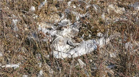 Dead bird feathers Stock Footage 67489401