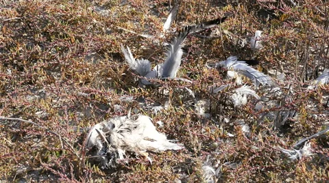 Dead bird feathers Stock Footage 67489592