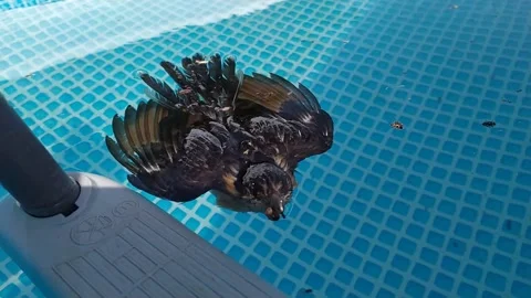 Dead bird floating in swimming pool Stock Footage 157312647