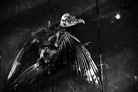 Dead Bird on the Floor 库存照片