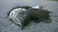 Dead bird. HD Footage