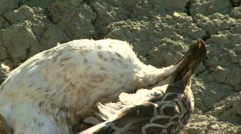 Dead bird Stockbeeldmateriaal 574291