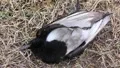 Dead bird HD Footage