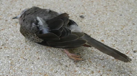 Dead bird Stock Footage 56137145