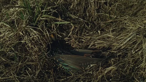 Dead Bird Stock Footage 105748253