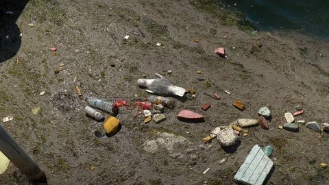 Dead bird, garbage in the sea shows pollution Video stock 129096685