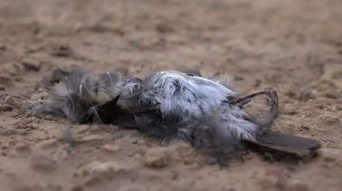 Dead Bird On Ground Stock Footage 60641093