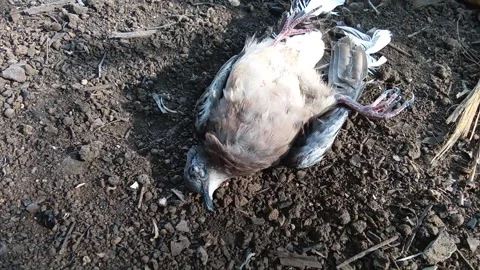 A dead bird on the ground. Stock Footage 287370865