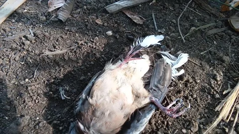 A dead bird on the ground. Stock Footage 287370912