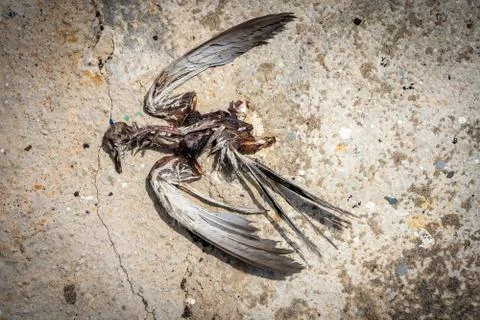 Dead bird on the ground Stock Photos