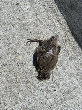 Dead bird on the ground Stock Photos