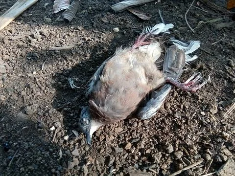 A dead bird on the ground. Fotos Stock