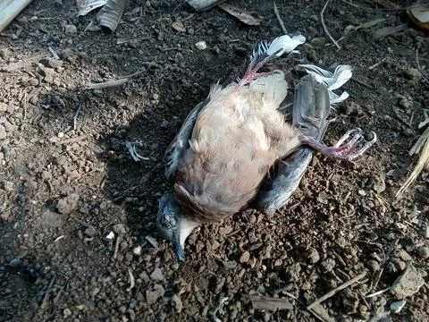 A dead bird on the ground. 스톡 사진