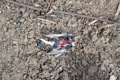 Dead bird on the ground. Stock Photos